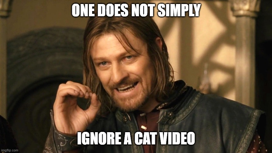 Boromir Cat Videos